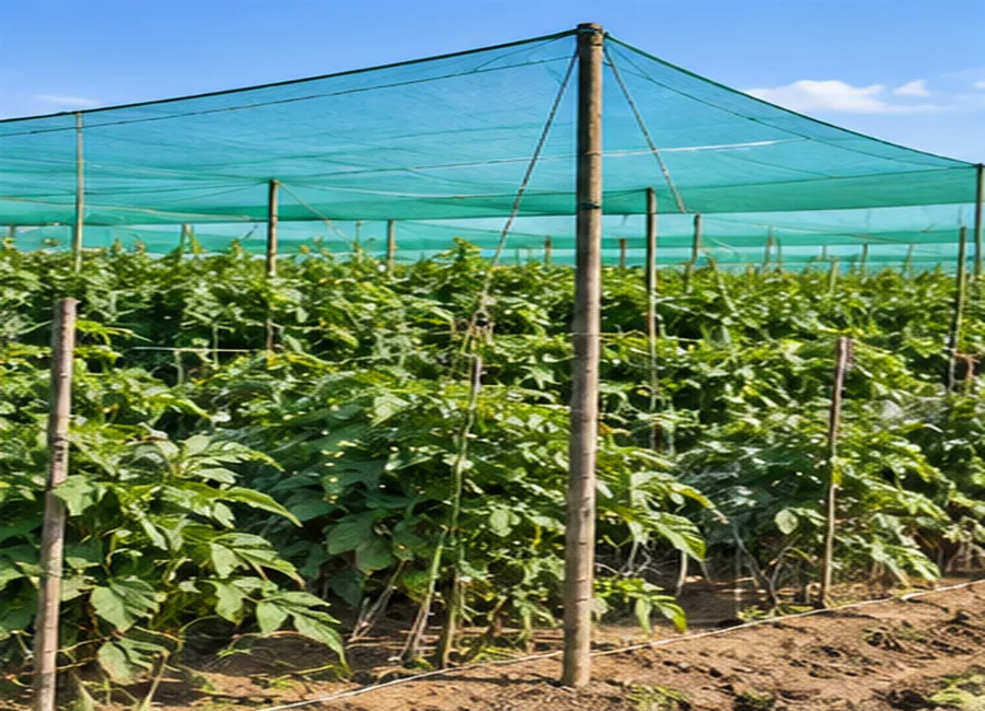 Agricultural netting